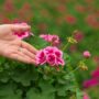 Geranium – Calliope Large Rose Mega Splash – 10″ Patio Pot